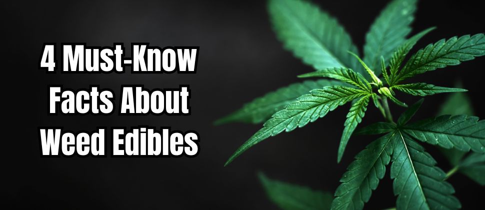 Must Know Facts About Weed Edibles