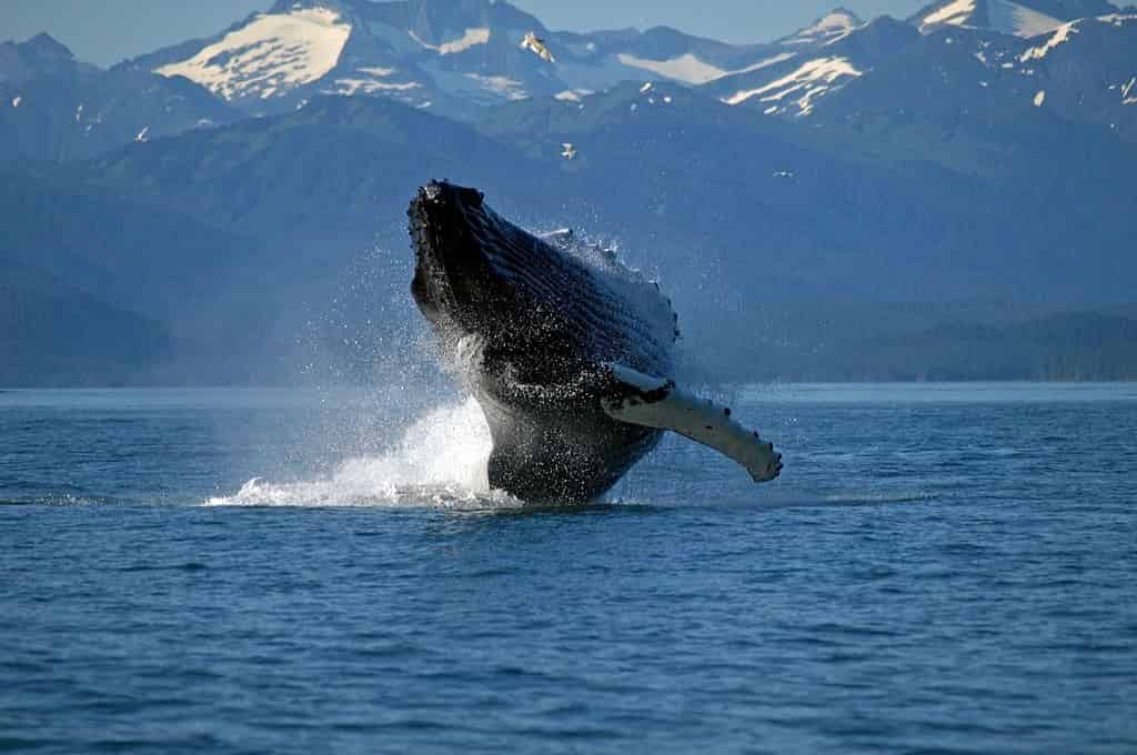 11 Best Places to Go Whale Watching in the World