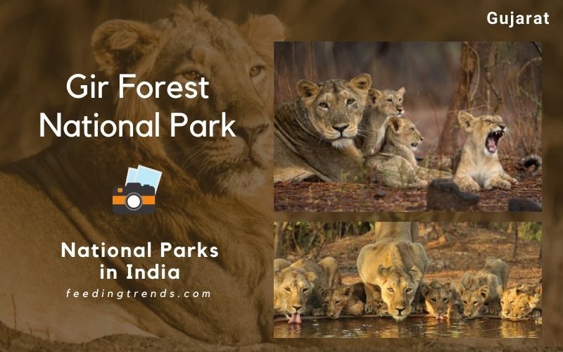 List Of 103 National Parks In India That Must Be In Your Travel Plan
