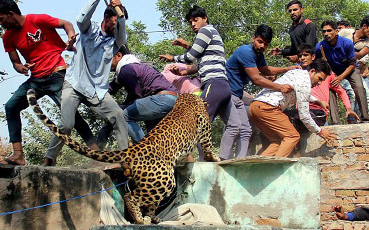 Disappearing animals. НАО сын леопарда. Индийский мальчик-леопард. Кадры уничтожения леопарда.