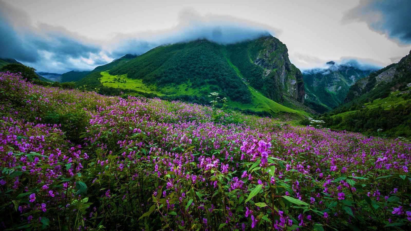 Explore the Beauty of Valley of Flowers