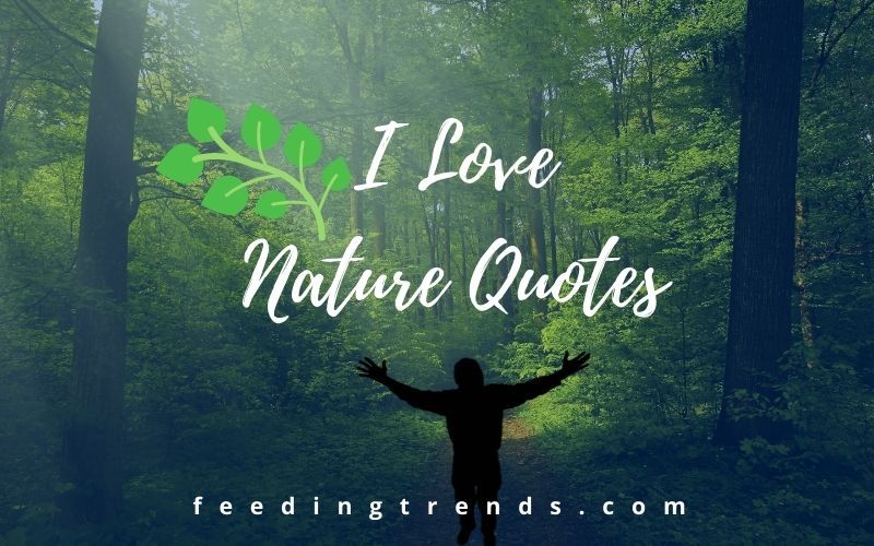 essay about love for nature
