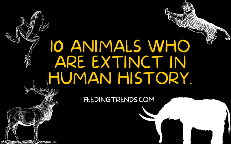 10 Animals Who Are Extinct in Human History