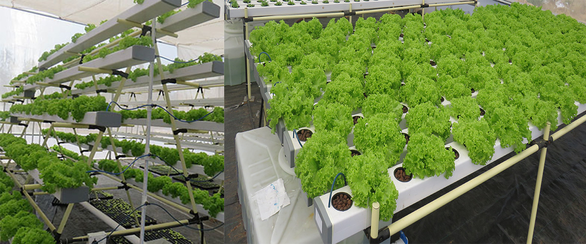 Aquaponic and Hydroponic Systems and Equipment Market