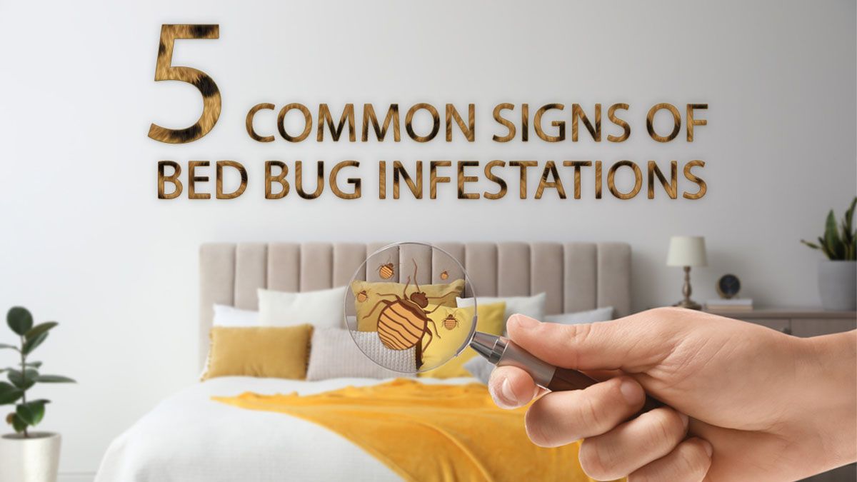 5 Common Signs Of Bed Bug Infestations 4140