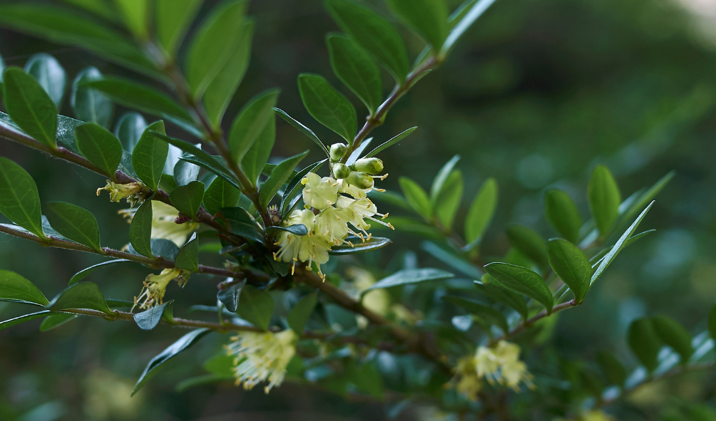 Ligustrum Ovalifolium