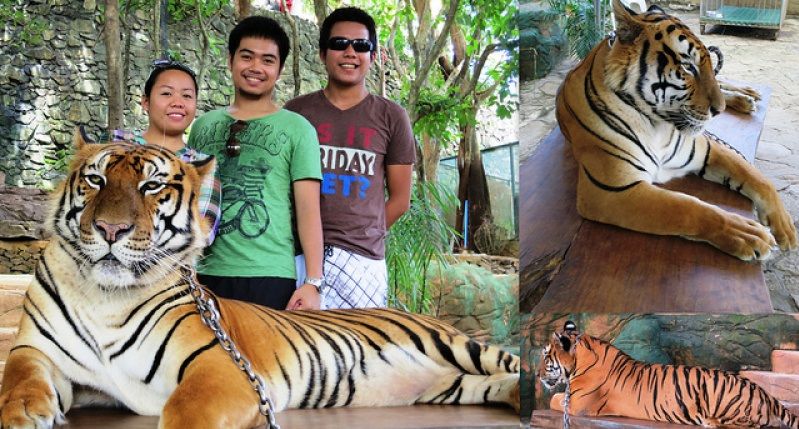 Baluarte's Tiger