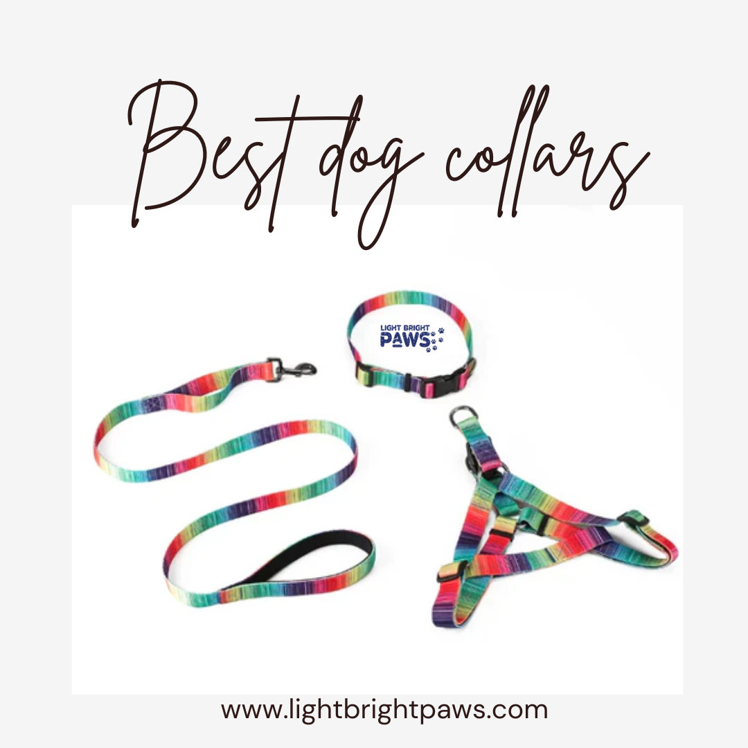 How to Choose the Right Collar for Your Dog?