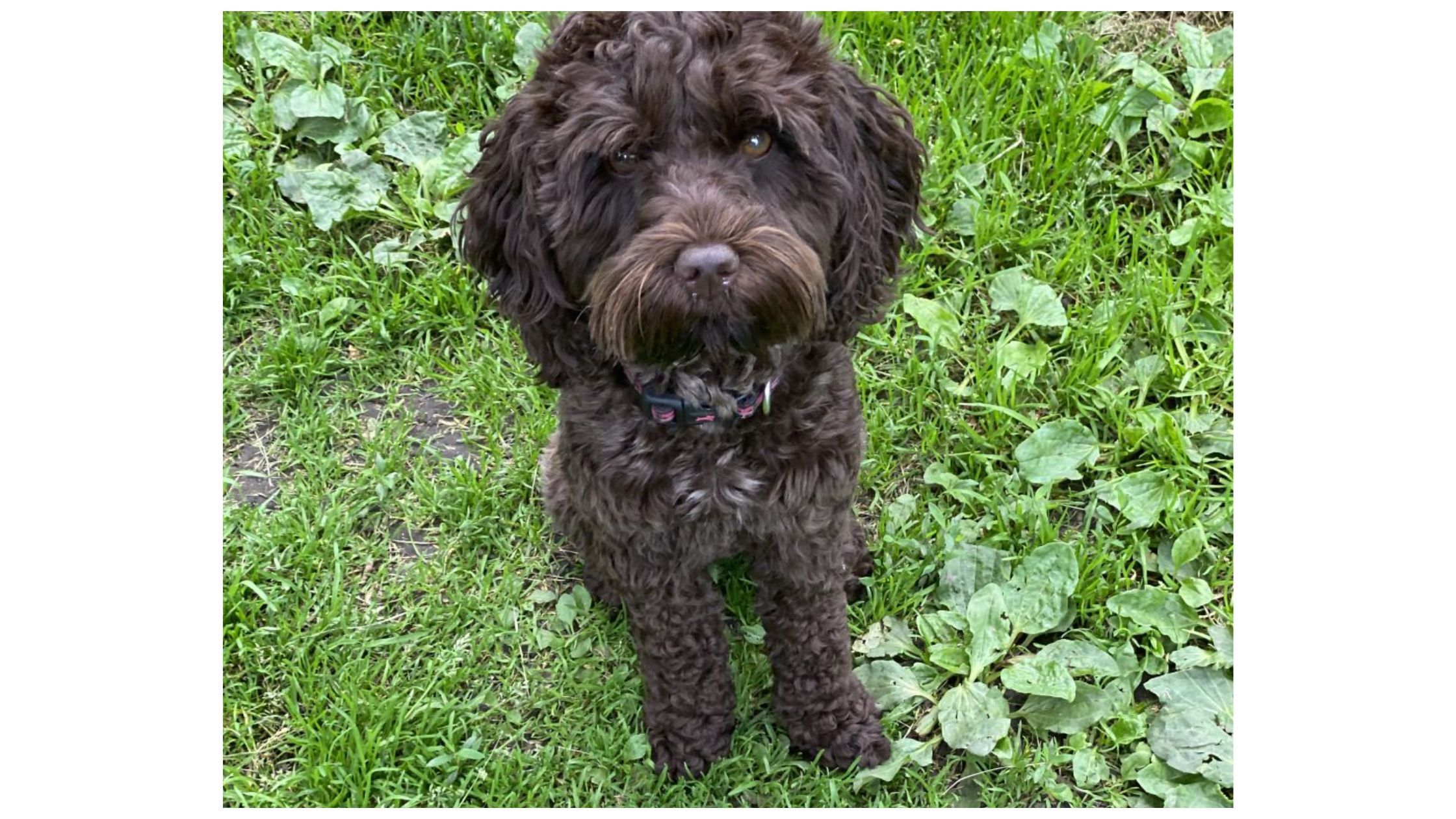 Origin Story of Australian Labradoodles!