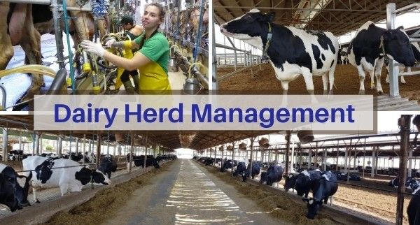 Dairy Herd Management Market 2022 Players And Industry Analysis