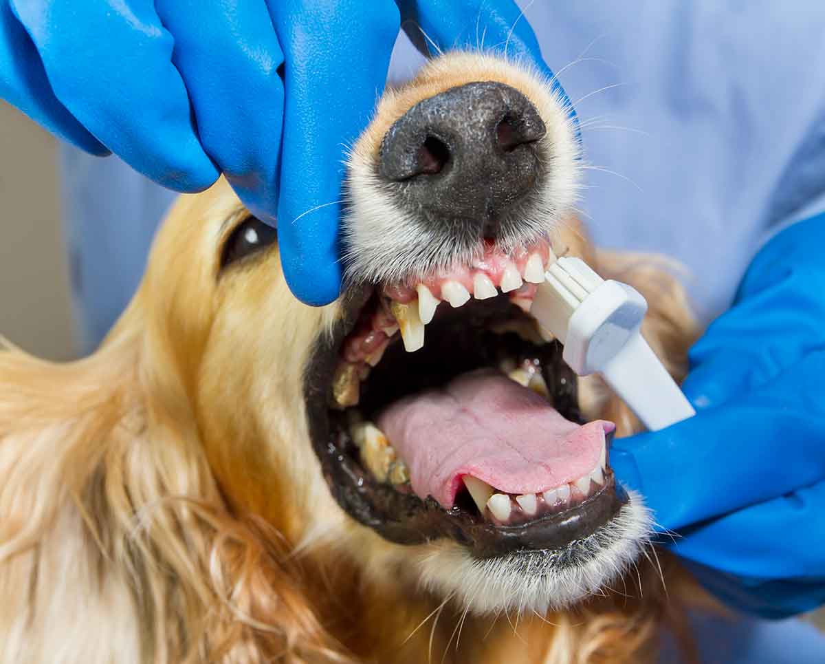 How Dental Water Can Improve Your Dog's Oral Health