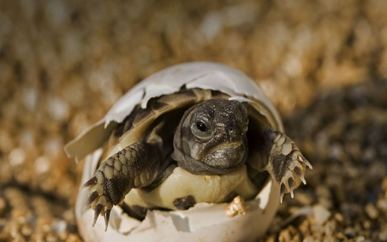 Why the Moment of Turtle Eggs Hatching Is Truly Magical