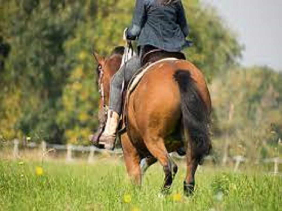 Report on Horse Riding Apparel Market Research 2028