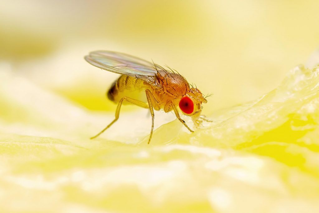 6 Easy Ways To Keep Fruit Flies Out Of Your Bathroom   How To Get Rid Of Fruit Flies In The Bathroom 1024x683 D22eea1e1d 