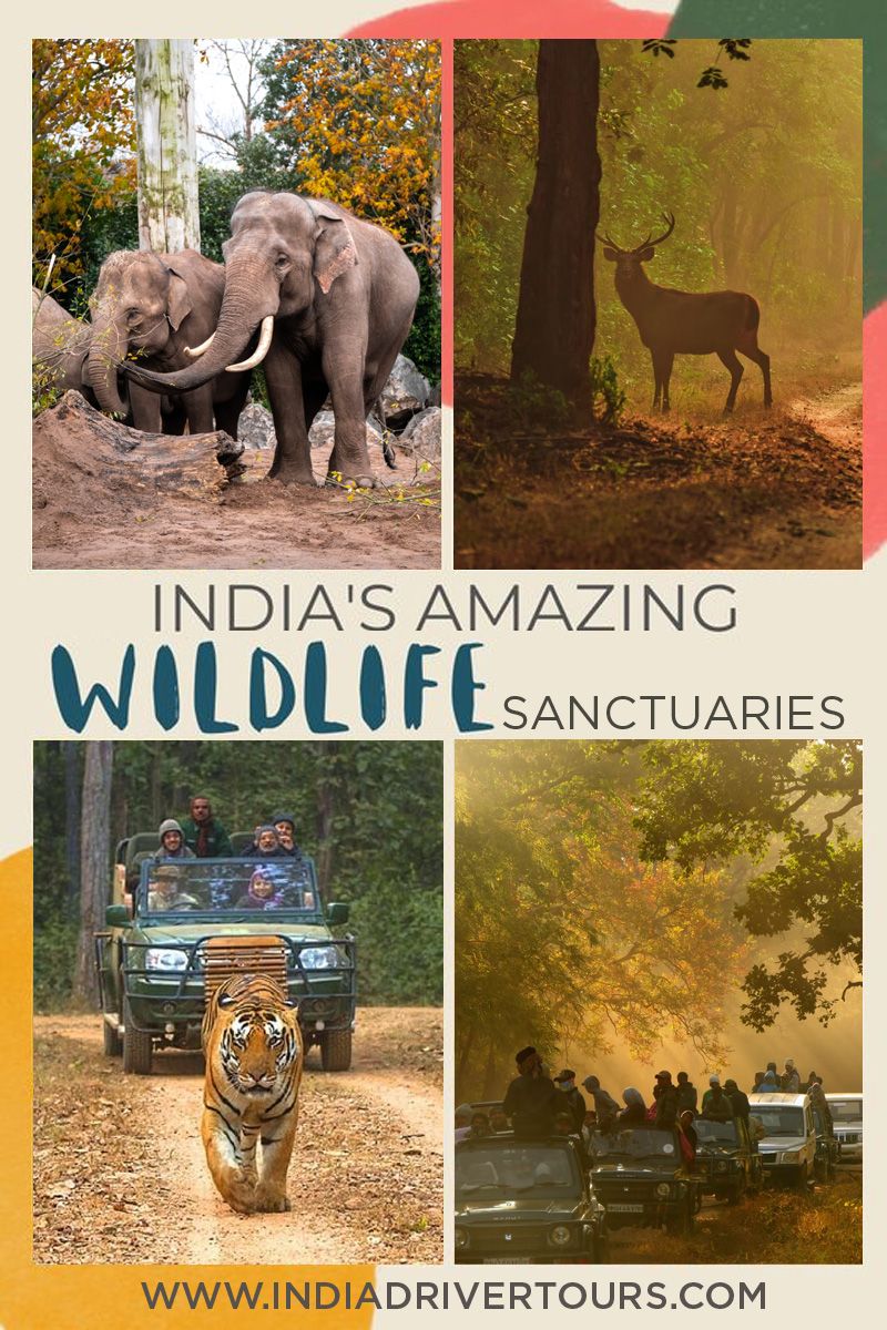 India's Most Famous National Parks That You Must Visit