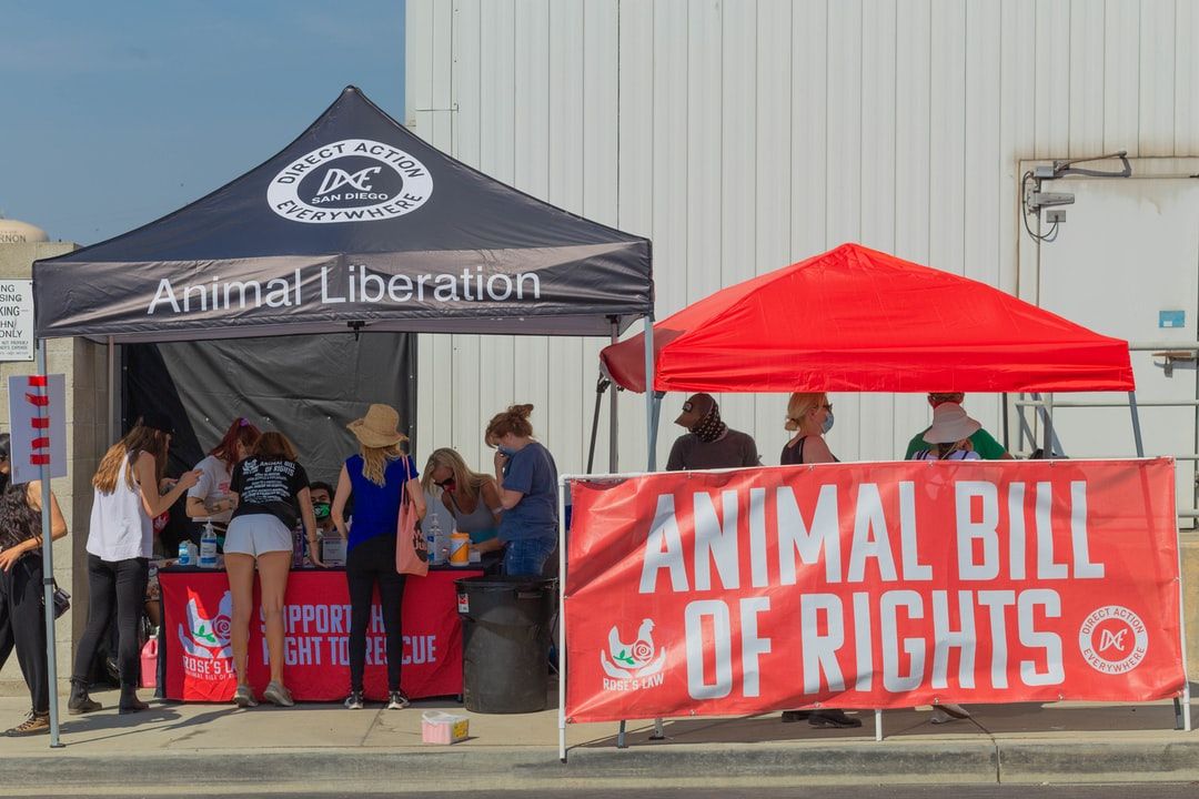 The Best Animal Rights Groups Worthy of Support in 2022