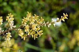 Lonicera nitida