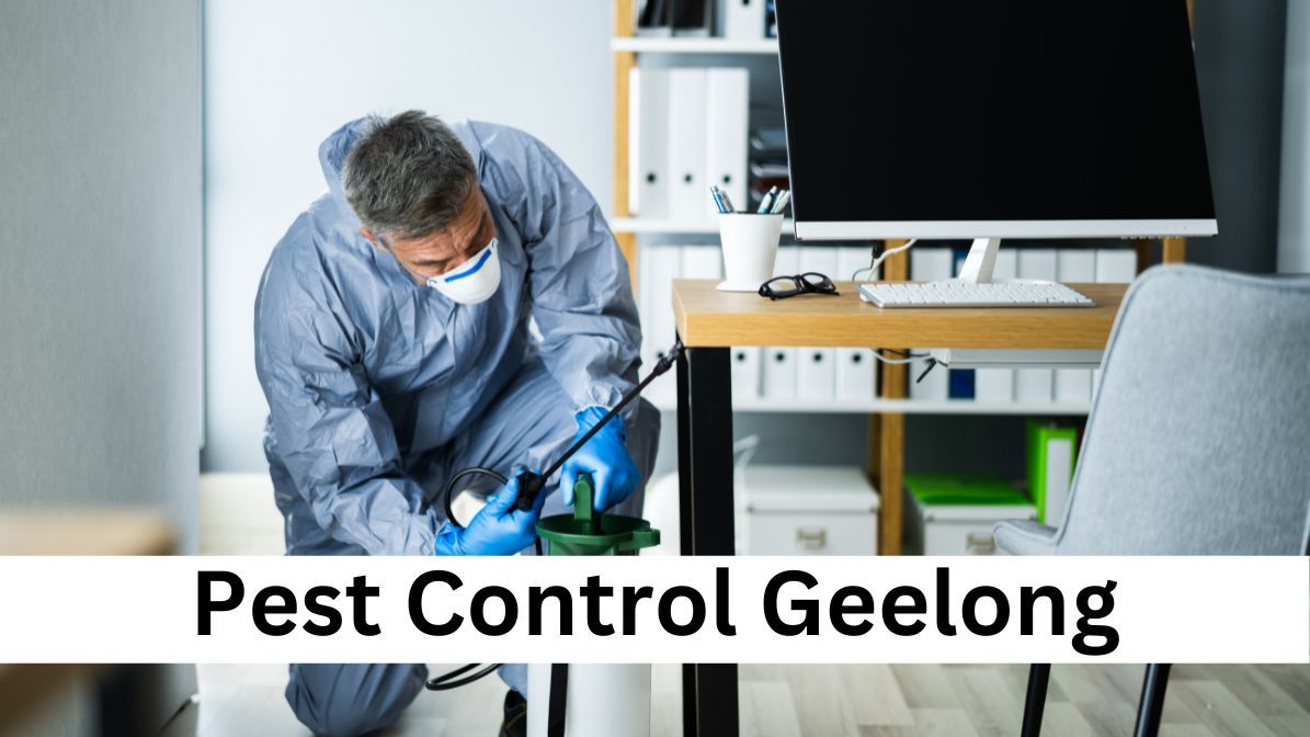 Pest Control How to Identify, Treat, and Avoid Them