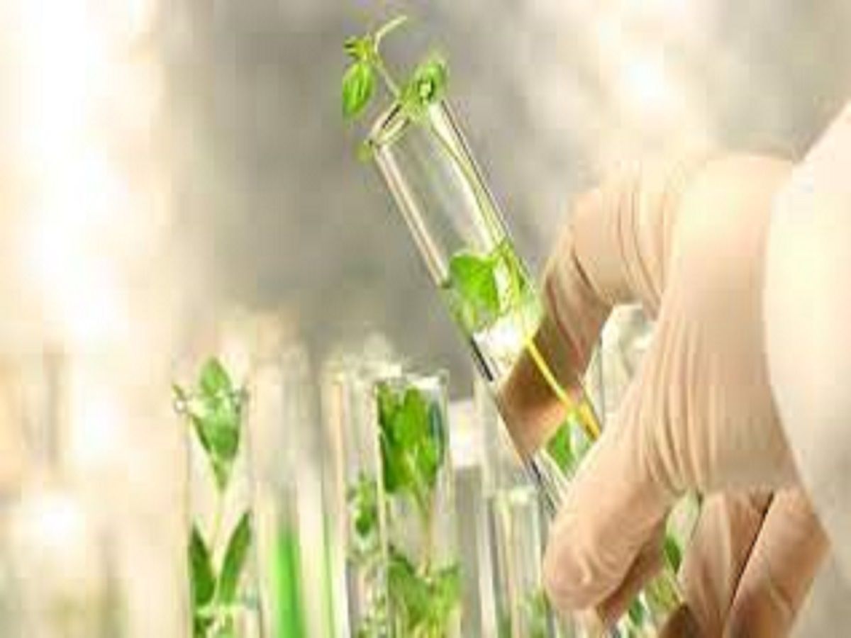 Renewable Chemicals Market Size, Growth, Industry Demand