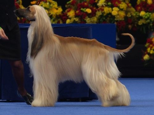 Aghan Hound in a Dog Show