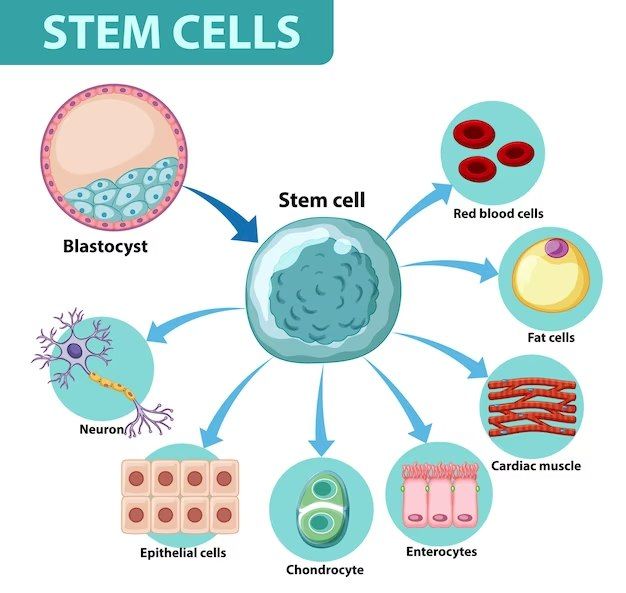 Stem Cell Therapy: Know About It in Details