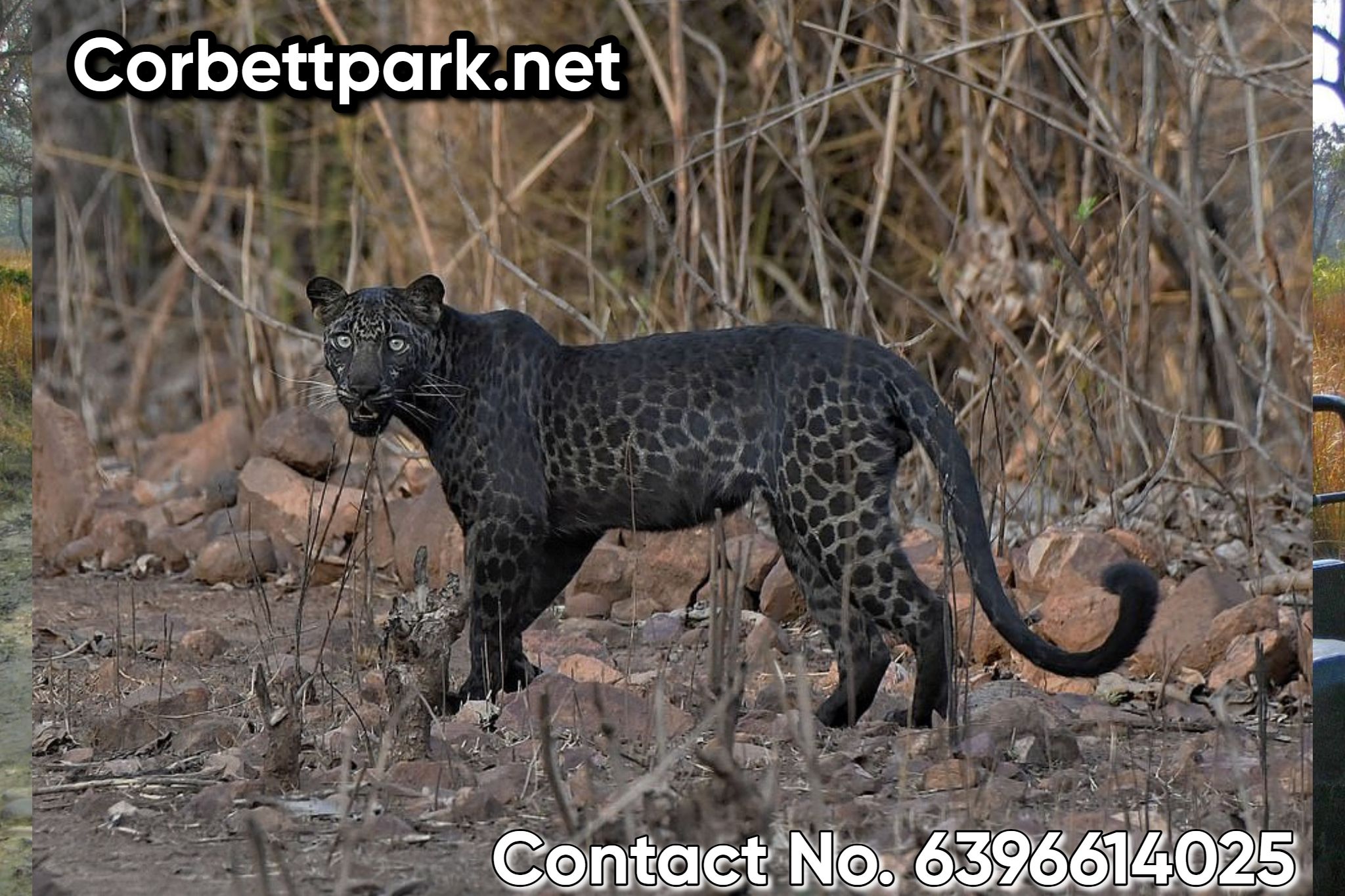 corbett hidden animal are found