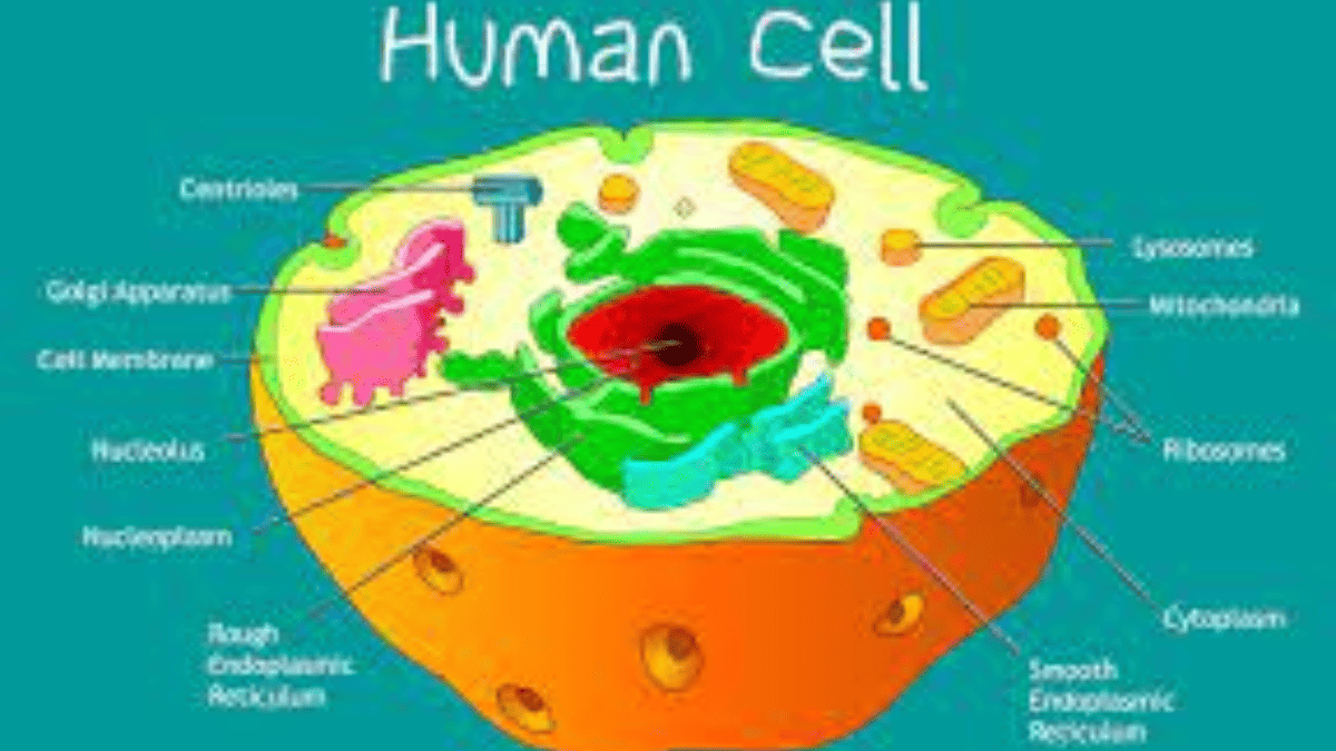 human cell
