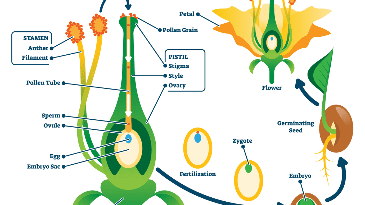 Sexual Reproduction In Plants