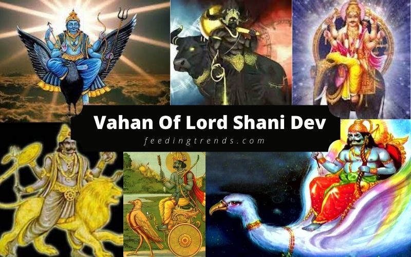 9 Vahans Of Lord Shani Dev And Their Importance