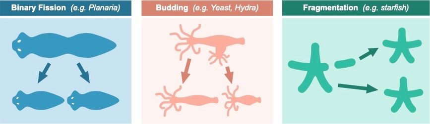 Asexual Reproduction
