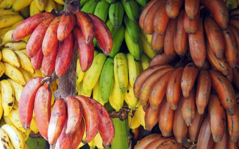 Banana varieties