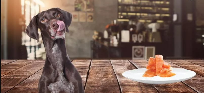 can-dogs-eat-salmon