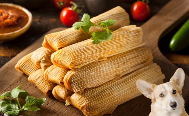 Can Dogs Eat Tamales