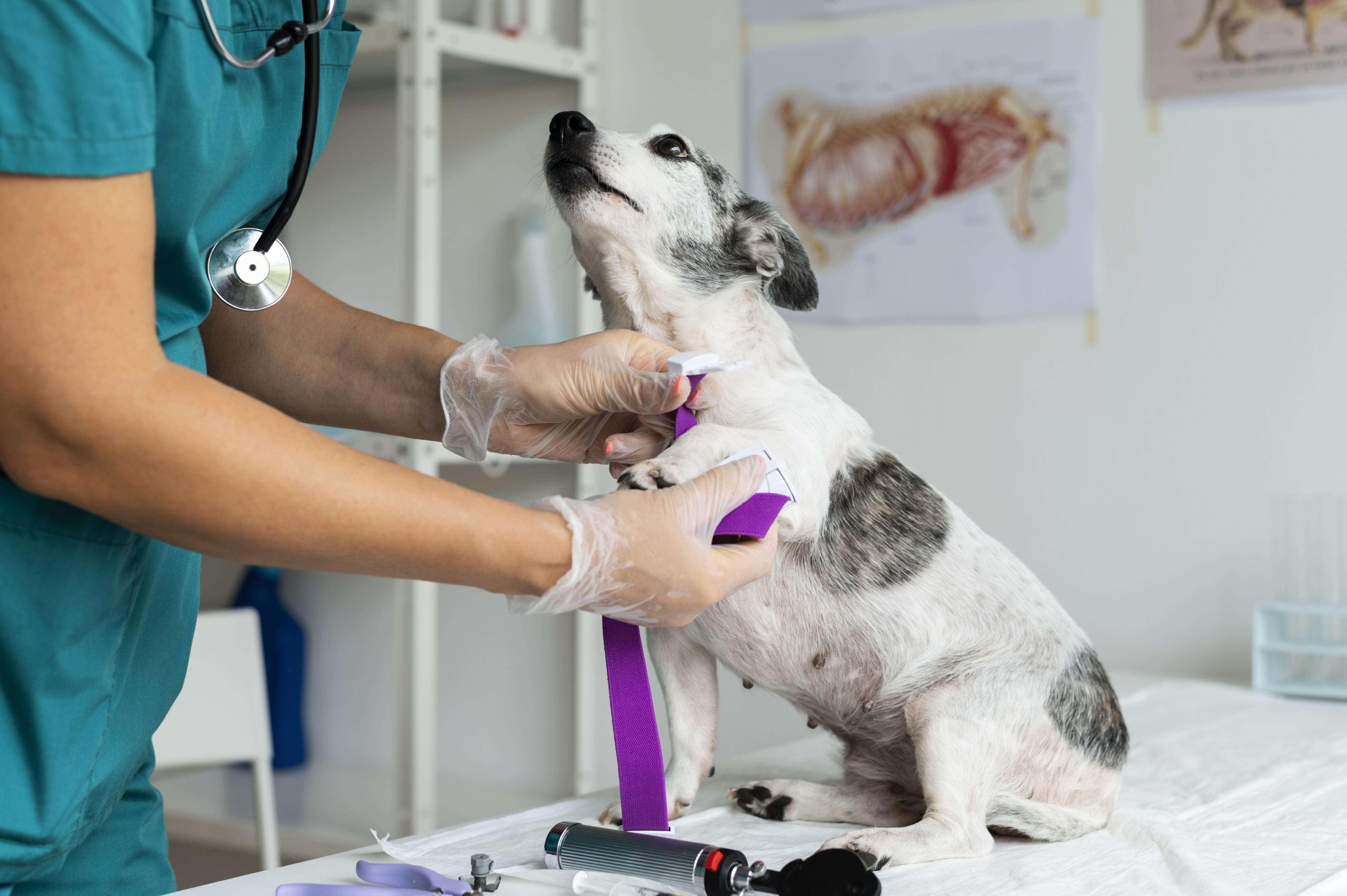 Pet Health Exams How to Prepare