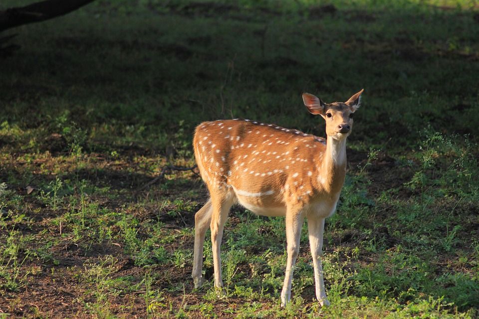 544 Wildlife Sanctuaries In India: Your Guide To Every State 544 Wildlife Sanctuaries In India: Your Guide To Every State