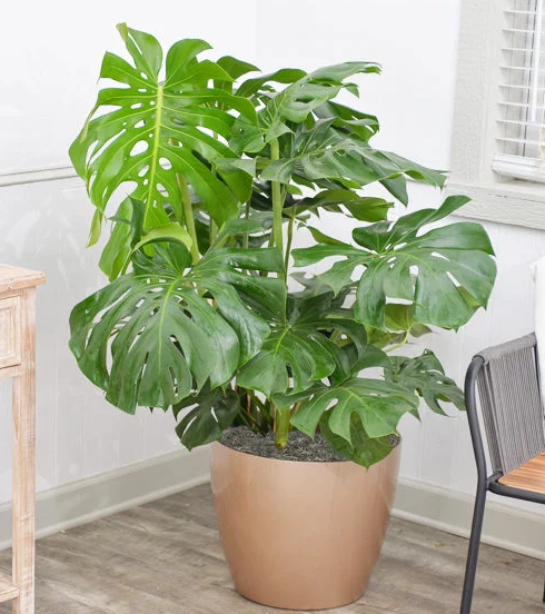 how-to-make-your-monstera-deliciosa-s-leaves-grow-bigger