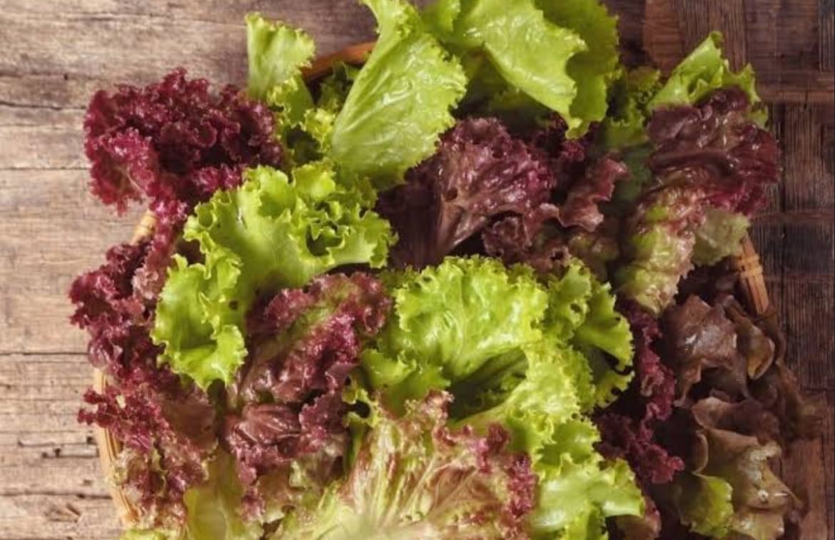 Red Leaf Cabbage