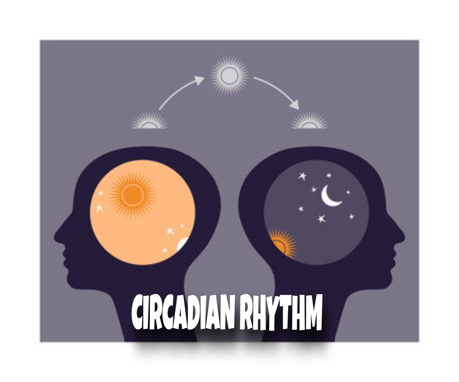 Do You Know Your Circadian Rhythm?