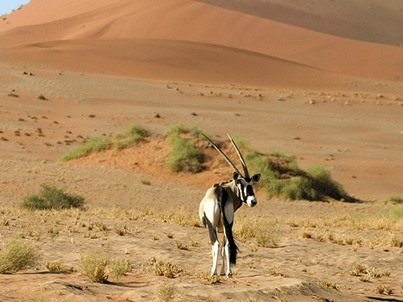Jaisalmer Desert wildlife