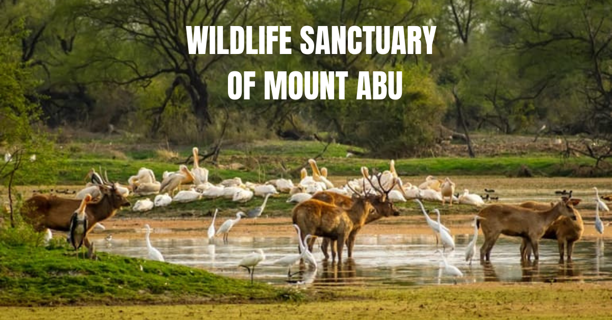 mount abu Wildlife Sanctuary