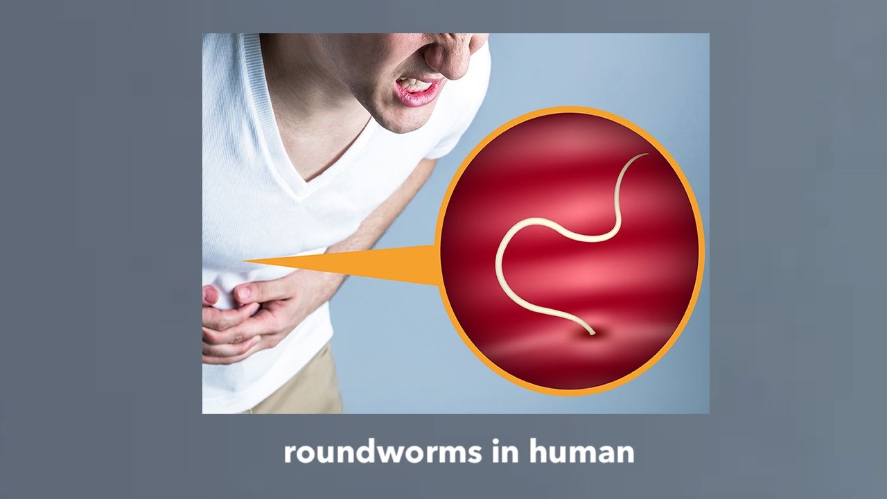 roundworm-facts-biology-wise