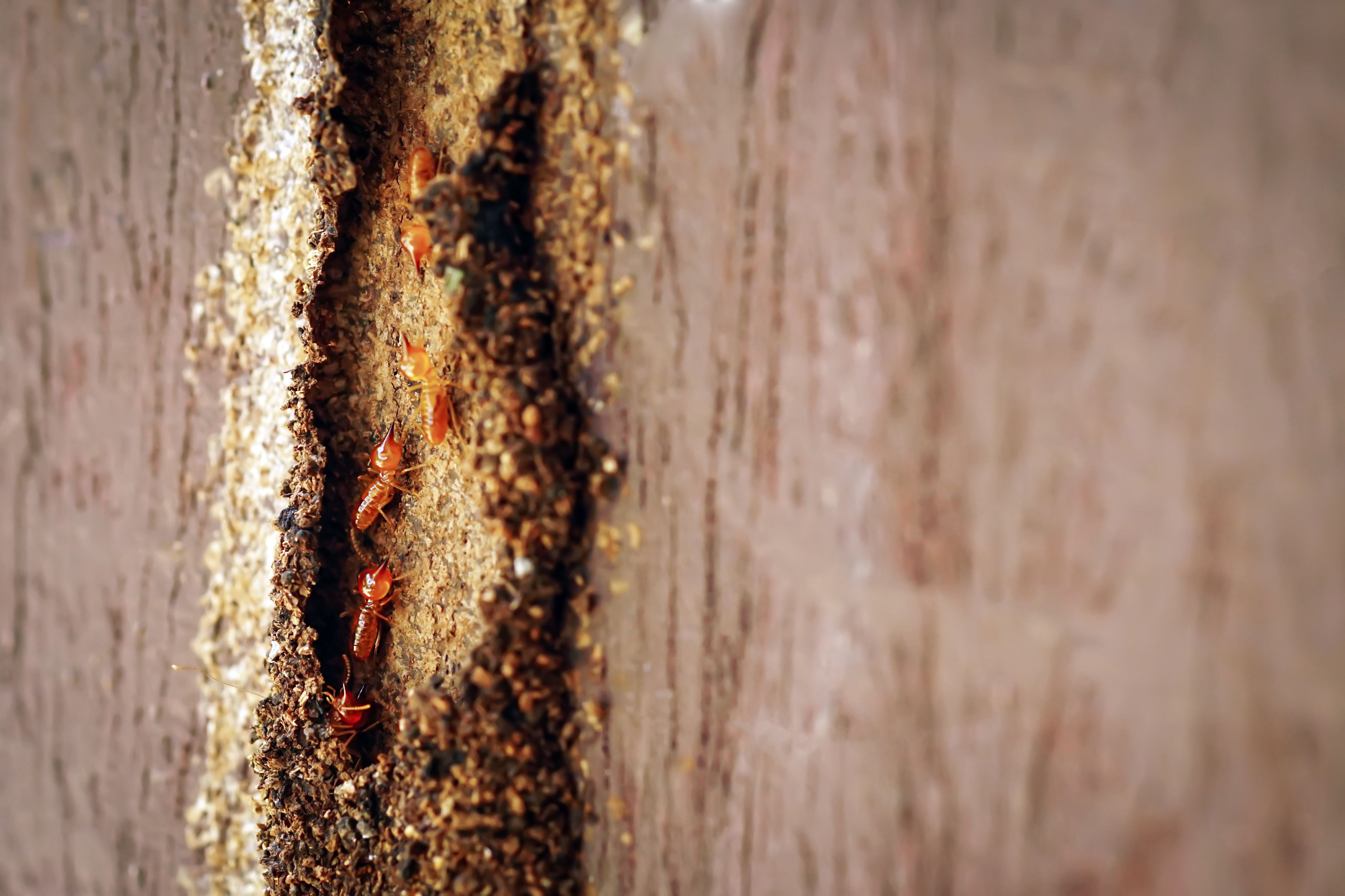 The Ultimate Guide to Termite Inspections 