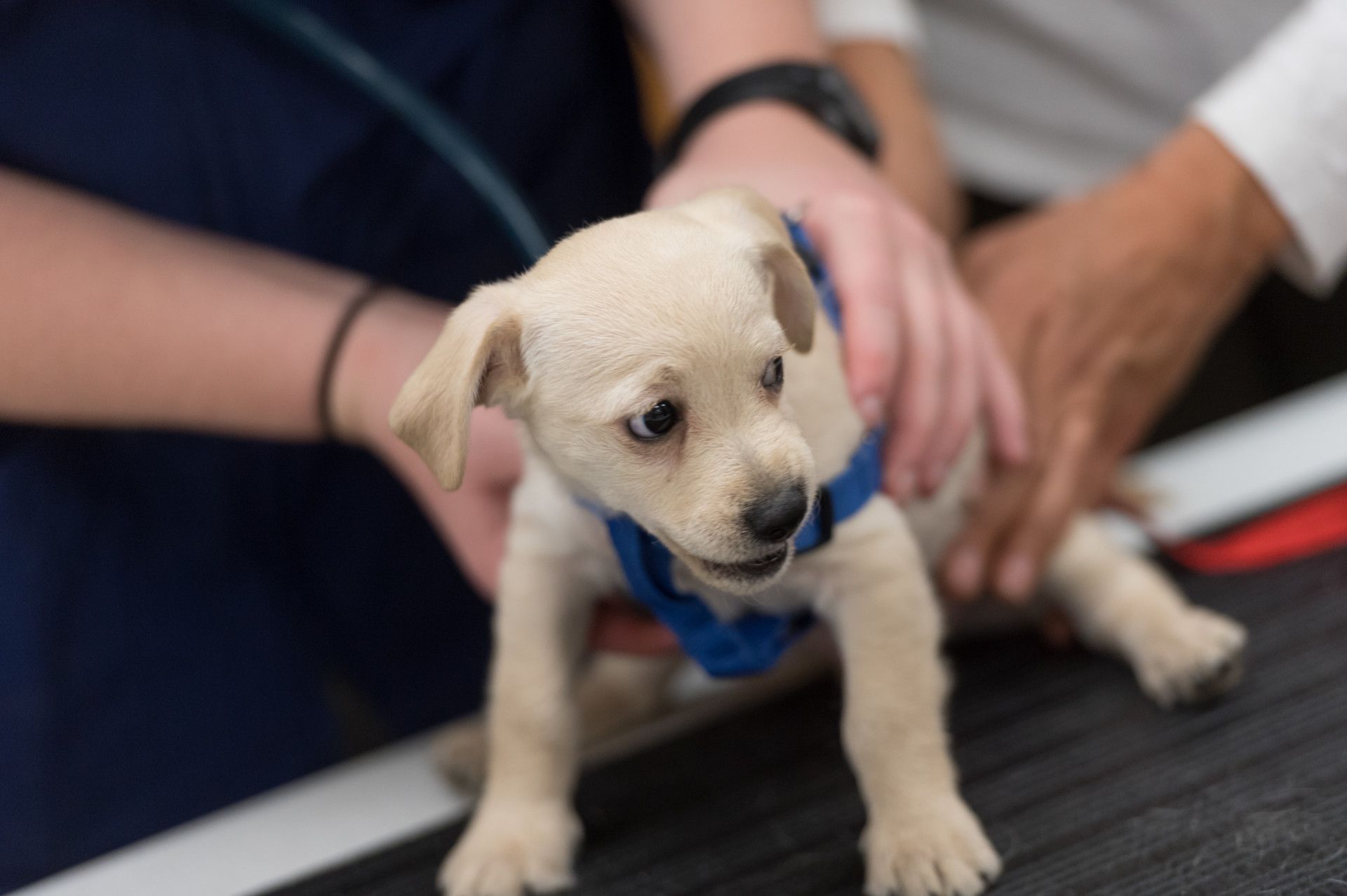 The Benefits of Adopting a Shelter Pet