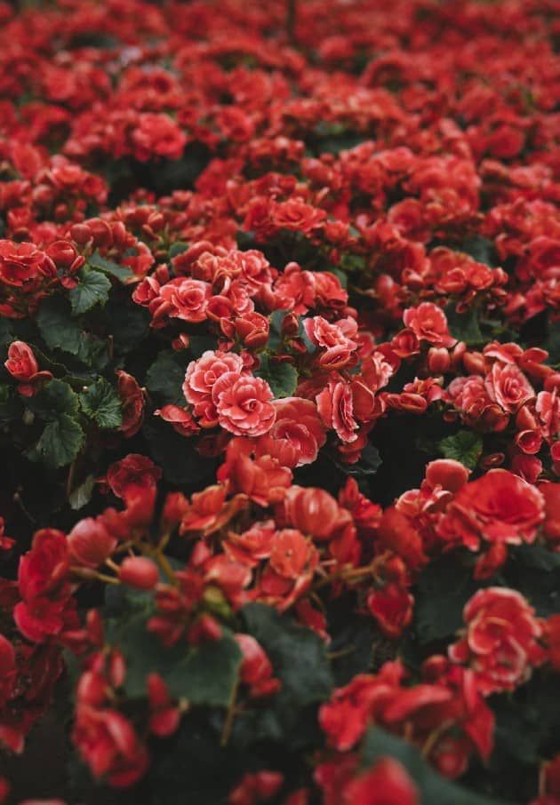 Little Blossoms Poem