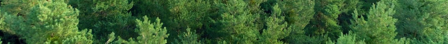 Transform Your Landscape With Expert Hedge Trim Services