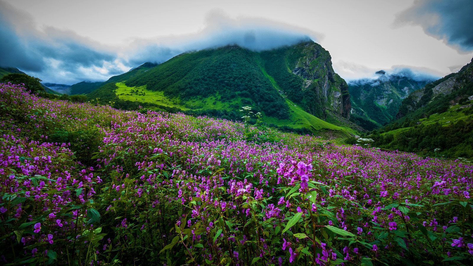 Explore the Beauty of Valley of Flowers 