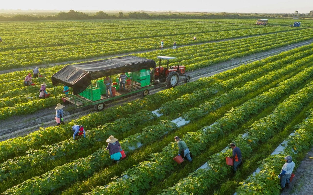 How Sustainable Agriculture Builds Resilient Food Systems