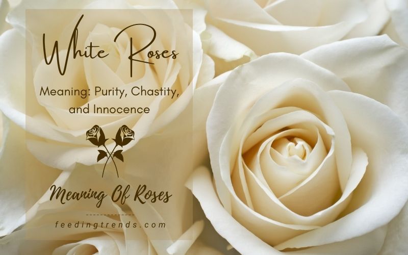 22 Roses, Their Meaning & Significance That You Should Know