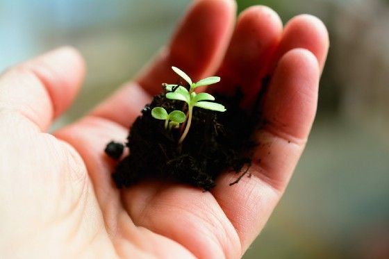 Are You Fortunate To Have A Green Thumb?