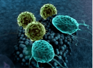 Macrophages in Disease Research
